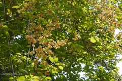 Combretum latifolium